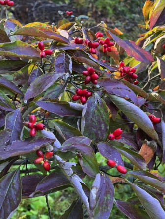 Benthamidia (formerly Cornus) Florida, (Flowering Dogwood)